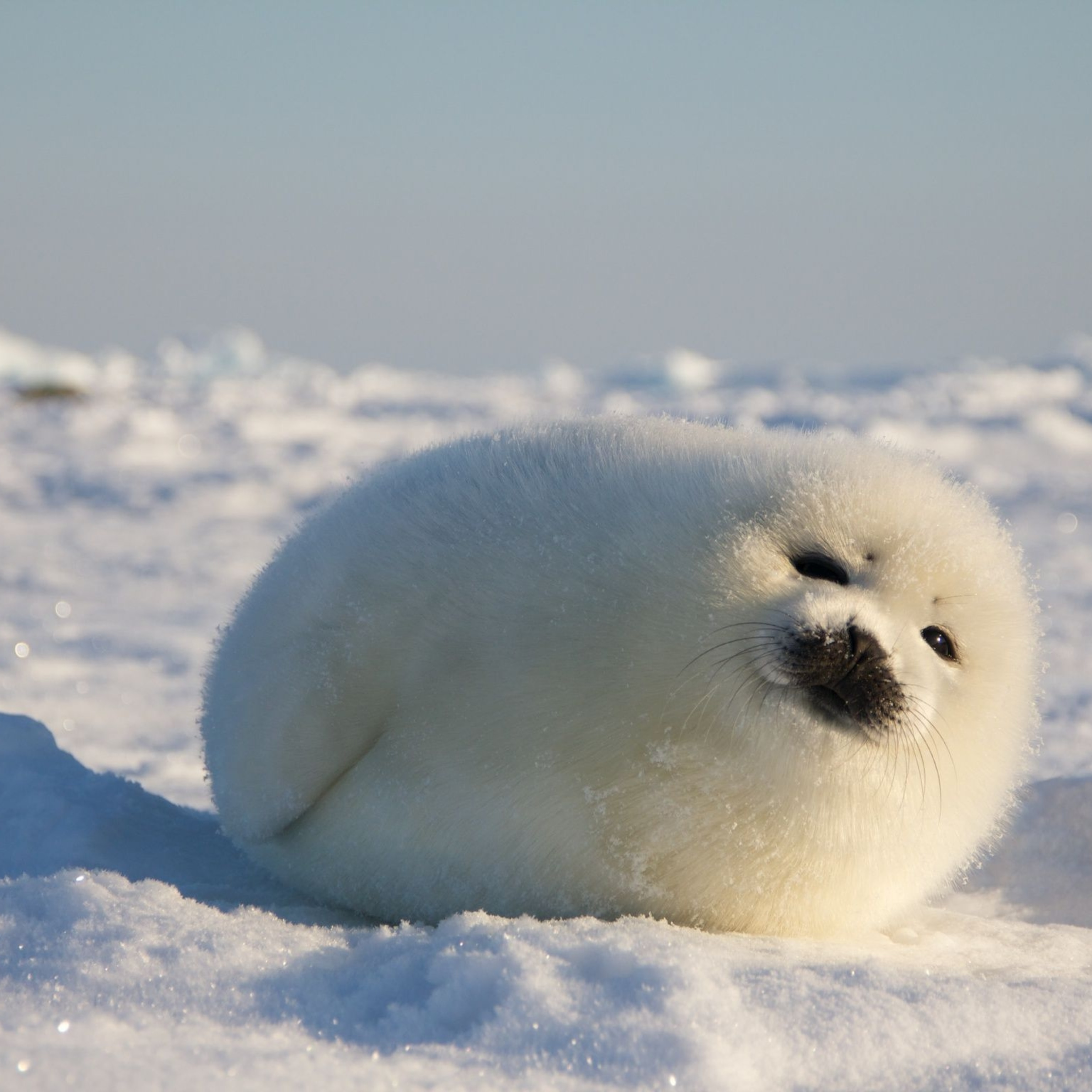 fluffy seal